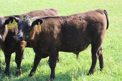 485-bull